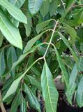 longan